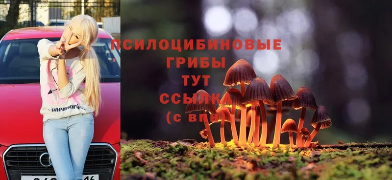 MEGA зеркало  сколько стоит  Бежецк  Псилоцибиновые грибы Psilocybine cubensis 